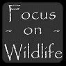Focus on Wildlife